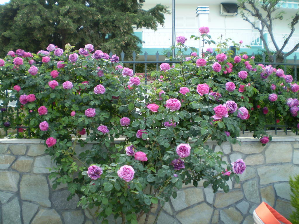 פסאקודיה Pavloudis Apartments מראה חיצוני תמונה